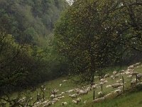 2017-04-27 08-53-16 dde9c592  sheeps